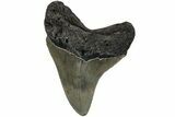 Serrated, Fossil Megalodon Tooth - North Carolina #221907-1